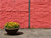 Blumenkübel vor roter Mauer