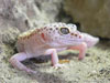Weisser Gecko im Sand