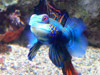 Blau-roter Fisch