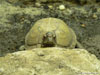 Schildkröte hinter Stein