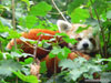 Roter Panda hinter Blattwerk
