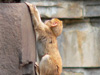Kleiner Affe am Felsen
